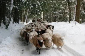 Woolworks Curriculum Guide Grades 3-8 Lesson 1: History Of Sheep